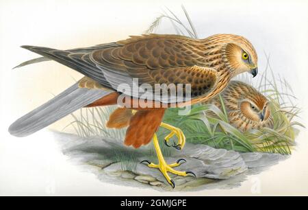 John Gould British Birds - Marsh Harrier - Circus aeruginosus Stockfoto