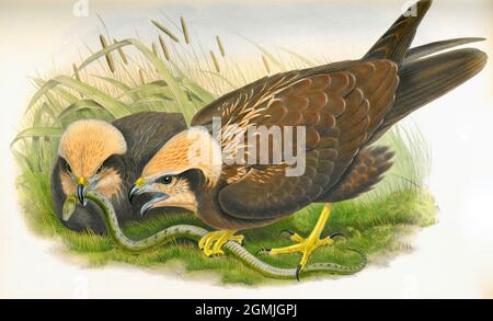 John Gould British Birds - Marsh Harrier - Circus aeruginosus Stockfoto