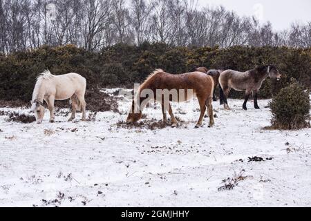 New Forest Ponys im Schnee 2018 Stockfoto