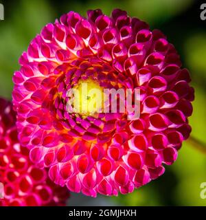 Runder Blütenkopf mit Alveolen in rosa und gelben Farben und perfektem geometrischen Muster Stockfoto