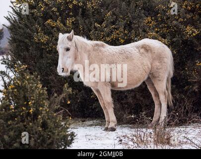 New Forest Ponys im Schnee 2018 Stockfoto