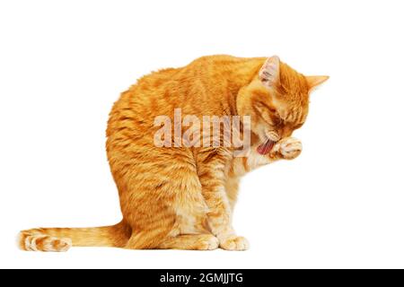 Rote Katze sitzt und leckt die Pfote. Isoliert auf weißem Hintergrund. Stockfoto