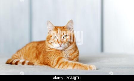 Porträt einer Ingwerkatze, die auf einem Bett liegt und vor unscharfem Hintergrund direkt in die Kamera blickt. Geringer Fokus. Copyspace. Stockfoto