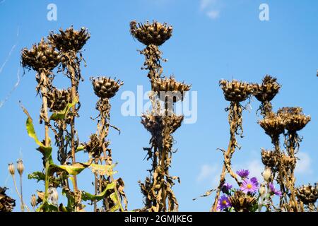 Centaurea macrocephala Riesenknallenköpfe Seedheads tote Gartenpflanze Stockfoto