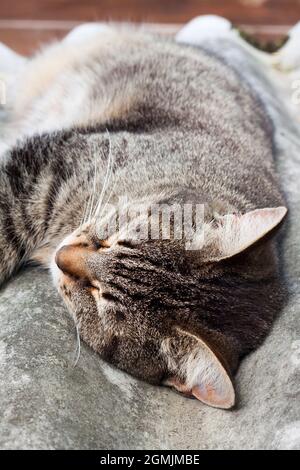 Tabby Katze liegt auf einem Schieferdach und ruht Stockfoto