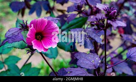 Einzelne Blumenblätter der Stiefmütterchen, die auf einem Zweig aus violetten Blättern schweben, Nahaufnahme, Stockfoto