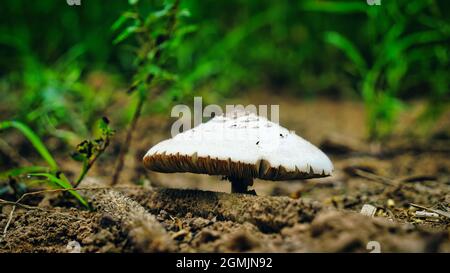 Macrolepiota procera oder Lepiota procera auf einer grasbewachsenen Lichtung im Garten. September Stockfoto