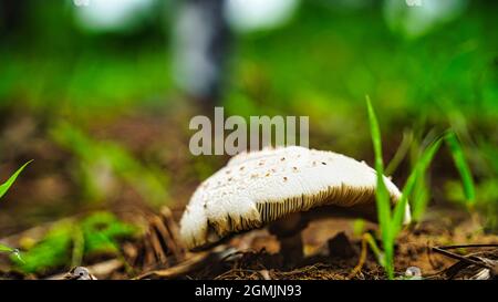 Selektiv auf die nächsten Ränder der Pilze fokussiert und von der Sonne beleuchtet. Stockfoto