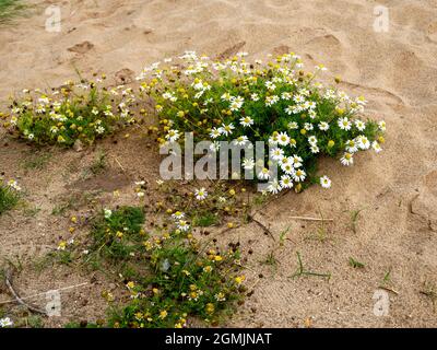 Falsche Mayweed wächst im Sand am Strand Stockfoto