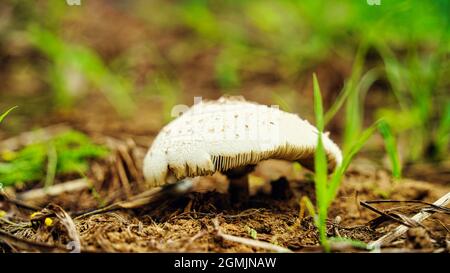 Schuss von Pilzen, die auf einem moosigen Baumstamm im Wald wachsen. Selektiv auf die nächsten Ränder der Pilze fokussiert und von der Sonne beleuchtet. Stockfoto