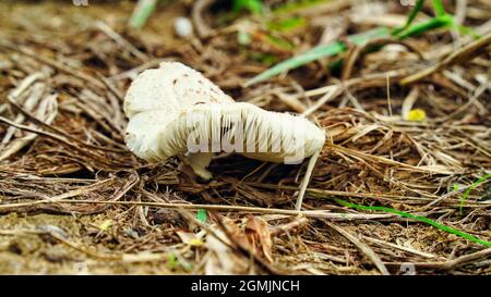 Schuss von Pilzen, die auf einem moosigen Baumstamm im Wald wachsen. Selektiv auf die nächsten Ränder der Pilze fokussiert und von der Sonne beleuchtet. Stockfoto