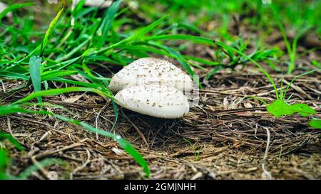 Selektiv auf die nächsten Ränder der Pilze fokussiert und von der Sonne beleuchtet. Stockfoto