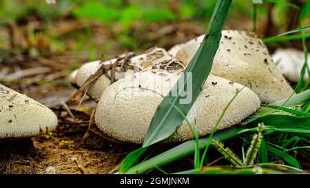 Drei kleine und fragile beige weiße Pilze wachsen auf einem alten faulen Baumstamm in der herbstlichen Waldlandschaft. Stockfoto