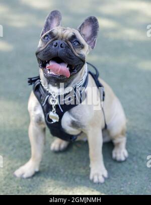 1-jähriger männlicher französischer Bulldog-Welpe, der aus der Zunge ragt und nach oben schaut. Hundepark an der Leine in Nordkalifornien. Stockfoto