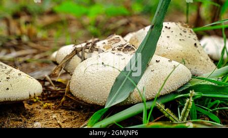 Selektiv auf die nächsten Ränder der Pilze fokussiert und von der Sonne beleuchtet. Stockfoto