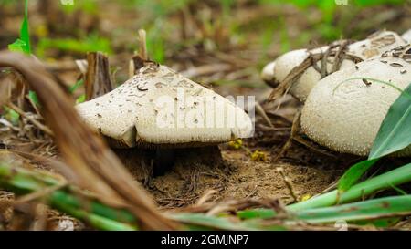 Kleine Gruppe von Pilzen, die auf einem moosigen Waldboden wachsen. Natürliches Licht verleiht dieser Szene eine besondere Note. Stockfoto