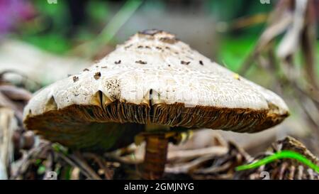 Pilze sammeln, essbare Pilze im Wald sammeln. Macrolepiota procera oder Pilz, der am Waldrand im Gras wächst Stockfoto