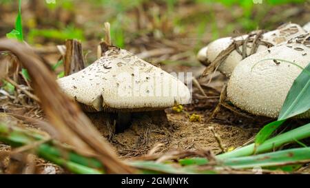 Parasolpilze (Macrolepiota procera, Lepiota procera) wachsen im Freien. Stockfoto