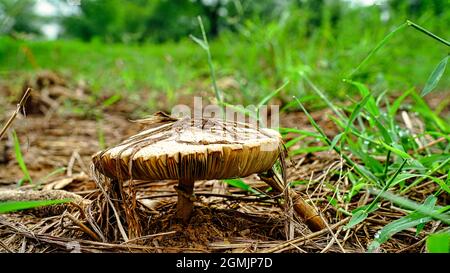 Schuss von Pilzen, die auf einem moosigen Baumstamm im Wald wachsen. Selektiv auf die nächsten Ränder der Pilze fokussiert und von der Sonne beleuchtet. Stockfoto