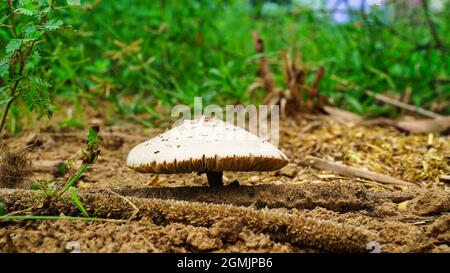 Kleiner weißer Pilz, der auf einem moosigen Ufer wächst und von der Sonne beleuchtet wird. Aufnahme mit geringer Schärfentiefe und natürlichem Licht. Stockfoto