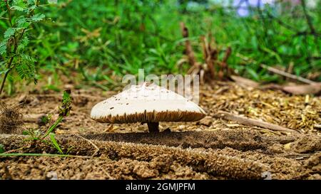 Schuss von Pilzen, die auf einem moosigen Baumstamm im Wald wachsen. Selektiv auf die nächsten Ränder der Pilze fokussiert und von der Sonne beleuchtet. Stockfoto