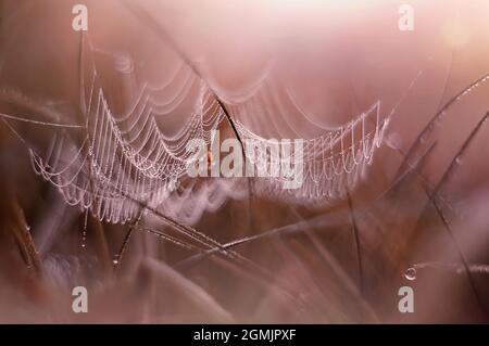Spider Web auf einem Morgentau im Herbst Stockfoto