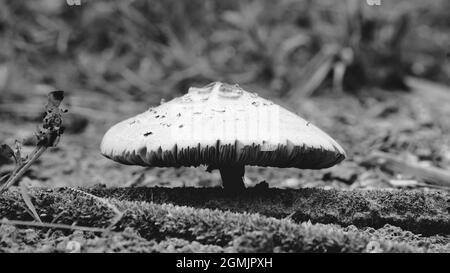 Schuss von Pilzen, die auf einem moosigen Baumstamm im Wald wachsen. Selektiv auf die nächsten Ränder der Pilze fokussiert und von der Sonne beleuchtet. Stockfoto