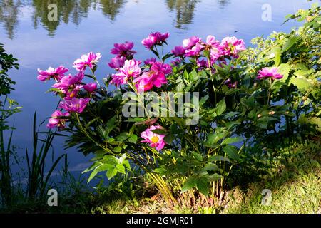 Natürlicher Gartenteich Paeonie lactiflora Rosa Pfingstrose blüht im Garten Stockfoto