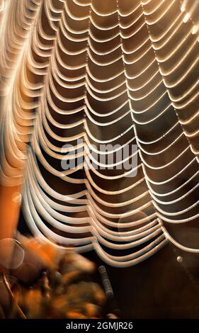 Spider Web auf einem Morgentau im Herbst Stockfoto