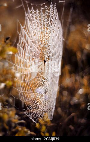Spinnennetz an einem Herbstmorgen Stockfoto