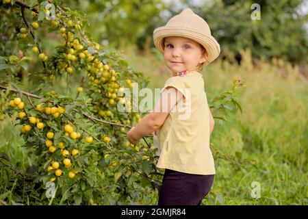 Nettes Mädchen im Obstgarten. Porträt eines schönen kleinen Mädchens, das im Obstgarten gelbe Mirabelle-Pflaumen vom Baum pflückt. Stockfoto