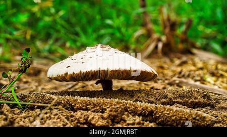 Feuchter Pilz, kombiniert mit Umweltbedingungen. Damit die Pilze und Moose gedeihen. Stockfoto