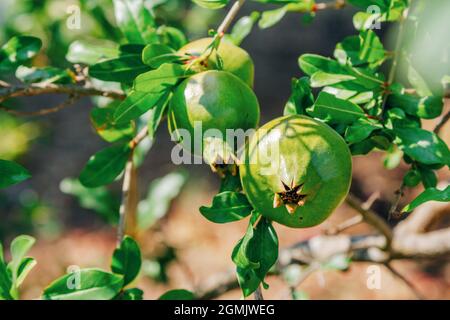 Granatapfelbusch mit unreifen Früchten, die an Ästen im Garten hängen. Stockfoto