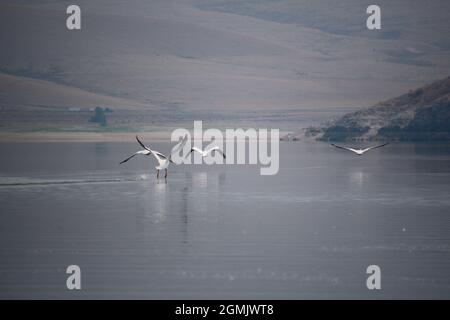 Pelikane im Clark Canyon Reservoir, Montana Stockfoto