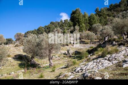 Wanderweg rund um Alaro und Orient mit Olivenbäumen Stockfoto