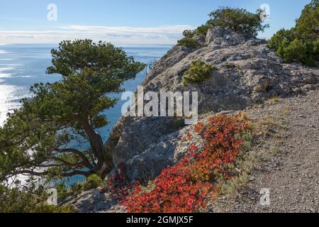 Wacholderbaum am Rand der westlichen Seite des Koba-Kaya Berges in der Nähe der Stadt Nowy Svet, Krim, Russland. Stockfoto