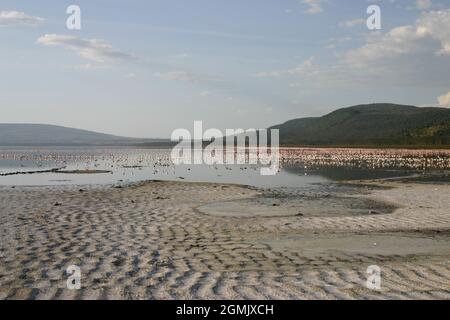 Flamingos am Lake Nakuru, Kenia Stockfoto