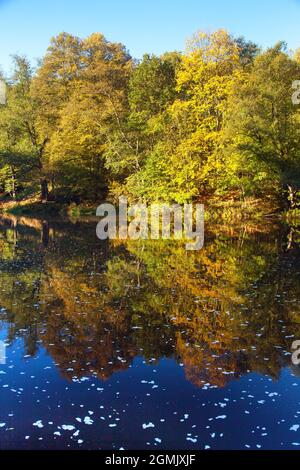 Ohre Fluss und herbstliche Sicht auf Wald Spiegelung auf Wasseroberfläche See Stockfoto