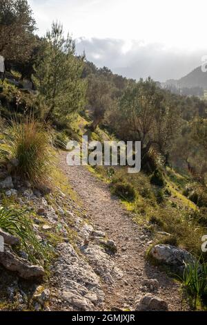 Wanderweg rund um Alaro und Orient mit Olivenbäumen Stockfoto