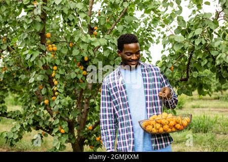 Der Afrikaner steht im Obstgarten und hält einen Korb mit reifen Aprikosen Stockfoto