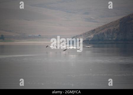 Pelikane im Clark Canyon Reservoir, Montana Stockfoto