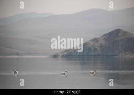 Pelikane im Clark Canyon Reservoir, Montana Stockfoto