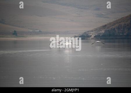 Pelikane im Clark Canyon Reservoir, Montana Stockfoto