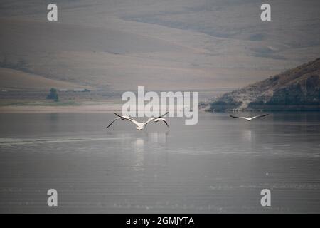 Pelikane im Clark Canyon Reservoir, Montana Stockfoto