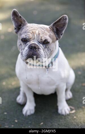 2-jährige Blue Merle White Tan Pied French Bulldogge Hündin Hündin sitzend und slobbering. Hundepark an der Leine in Nordkalifornien. Stockfoto