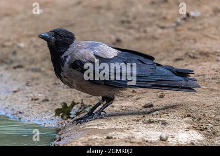 Aas-Krähe (Corvus corone cornix) Stockfoto