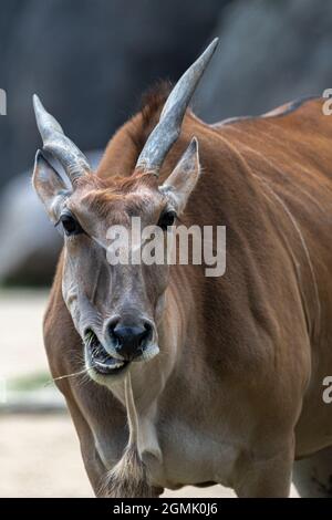 Antilope des gemeinen Eland (Taurotragus oryx) Stockfoto