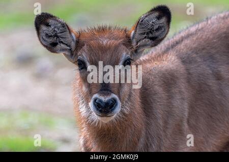 Junger Defassa-Wasserbock (Kobus ellipsiprymnus defassa) Stockfoto