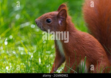 Porträt eines eurasischen Roten Eichhörnchen (Sciurus vulgaris) Stockfoto