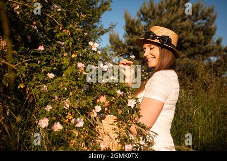 Pflücken von wilden Rosenblättern für aromatischen Kräutertee Stockfoto